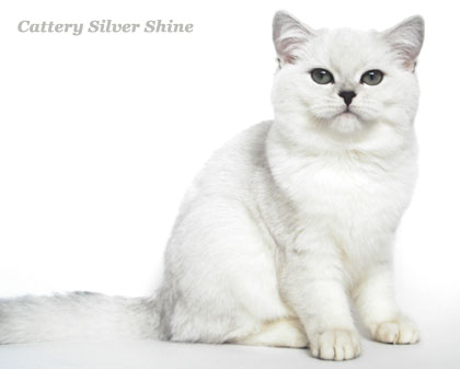 Coletta Silver Shine
